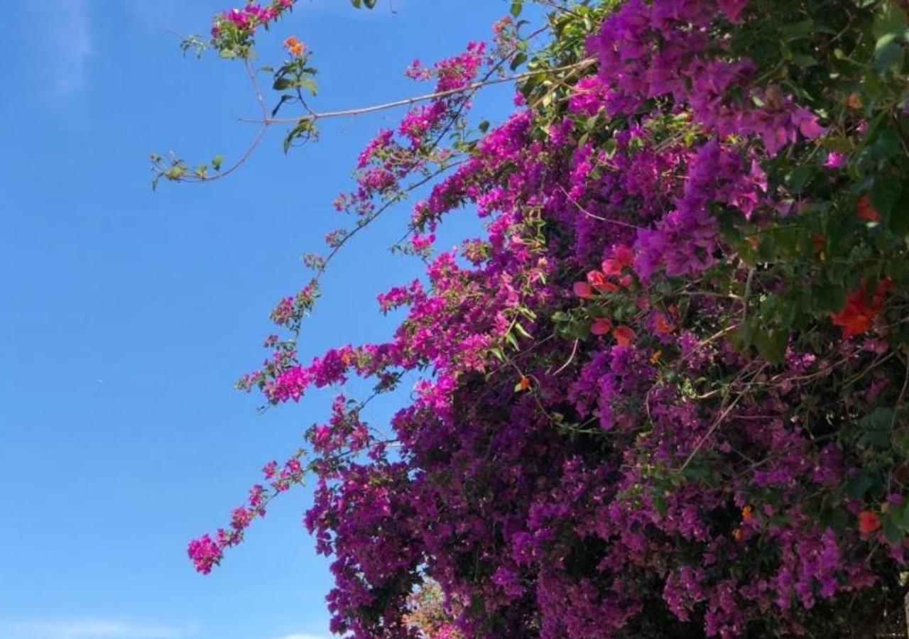Pousada Halliny do Rosa Praia do Rosa Bagian luar foto